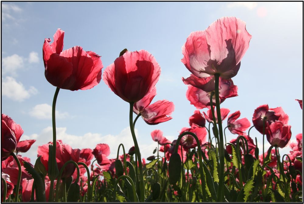 Mohn