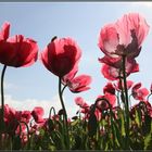 Mohn