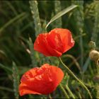 Mohn