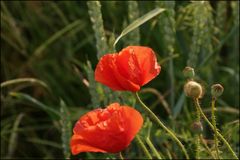 Mohn