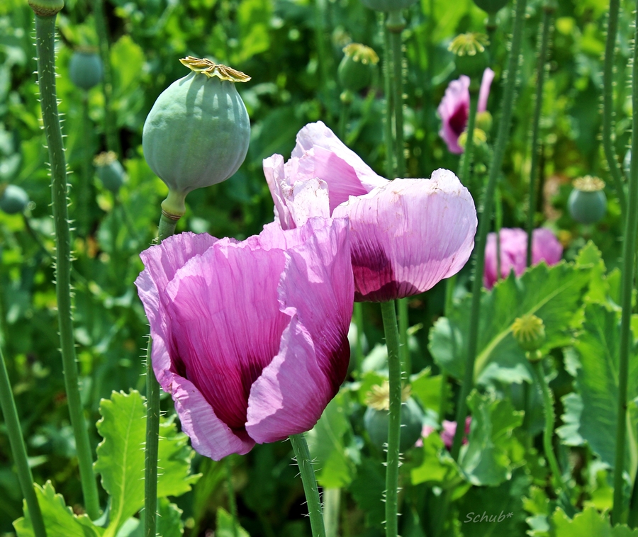 Mohn