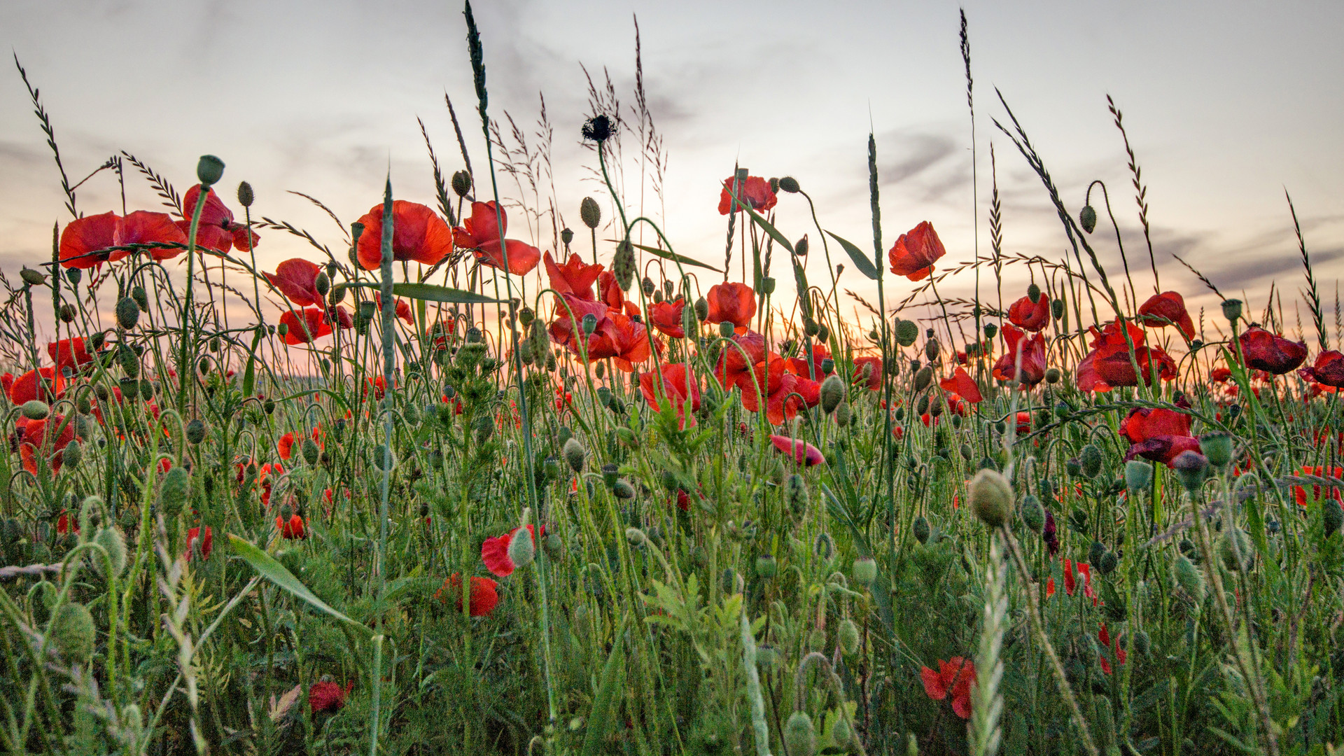 Mohn