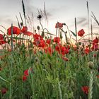 Mohn