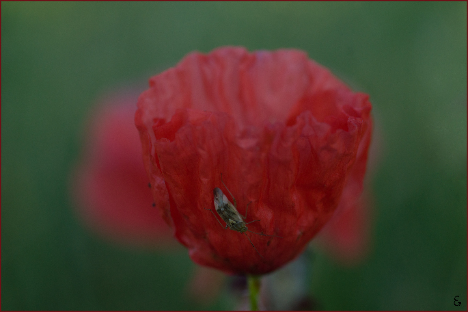 Mohn........