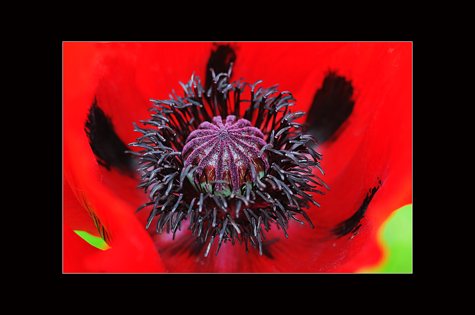 Mohn