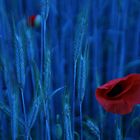 mohn