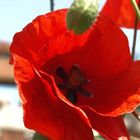 Mohn