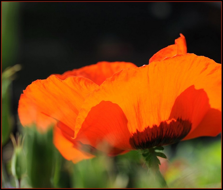 Mohn