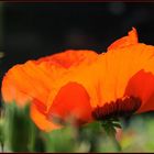 Mohn