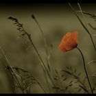 Mohn