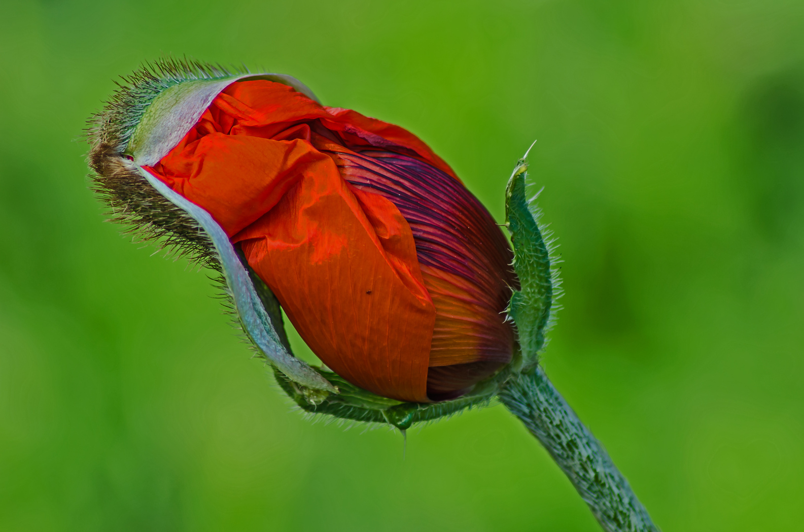 Mohn