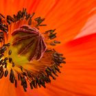 Mohn