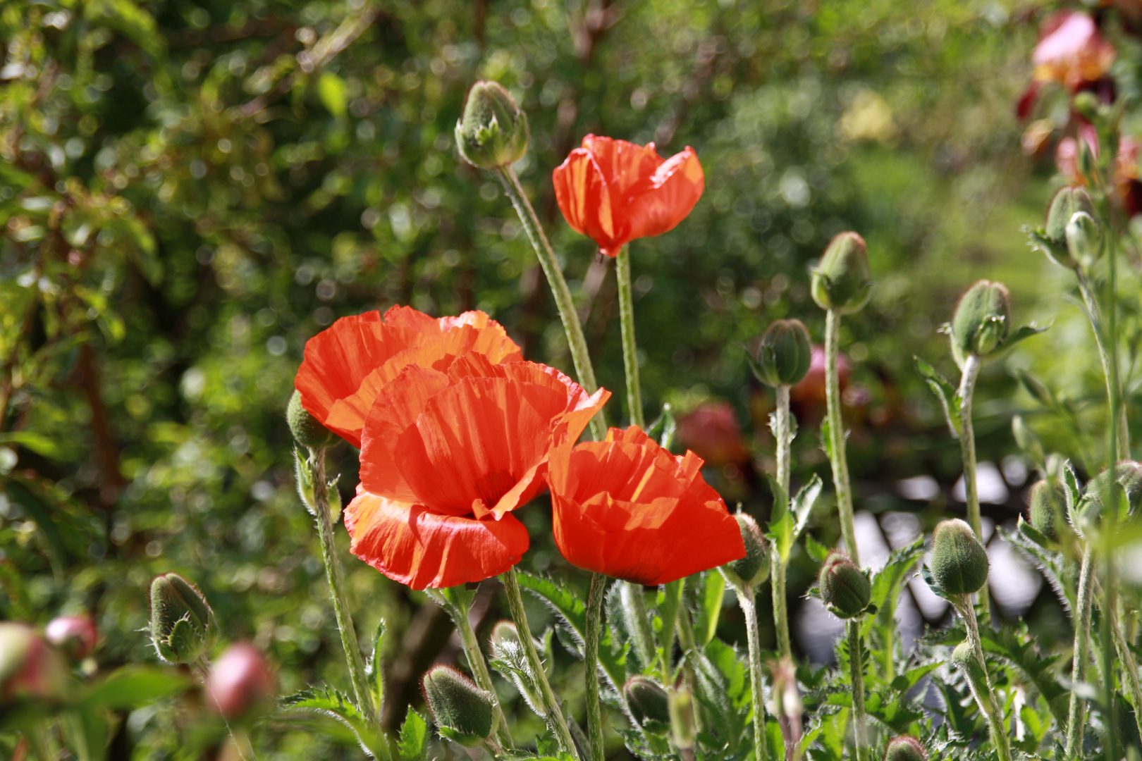 Mohn