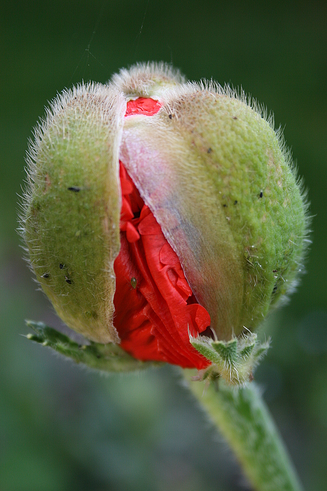 Mohn....