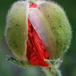 Mohn....