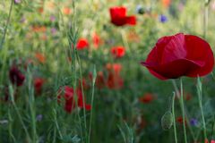 Mohn