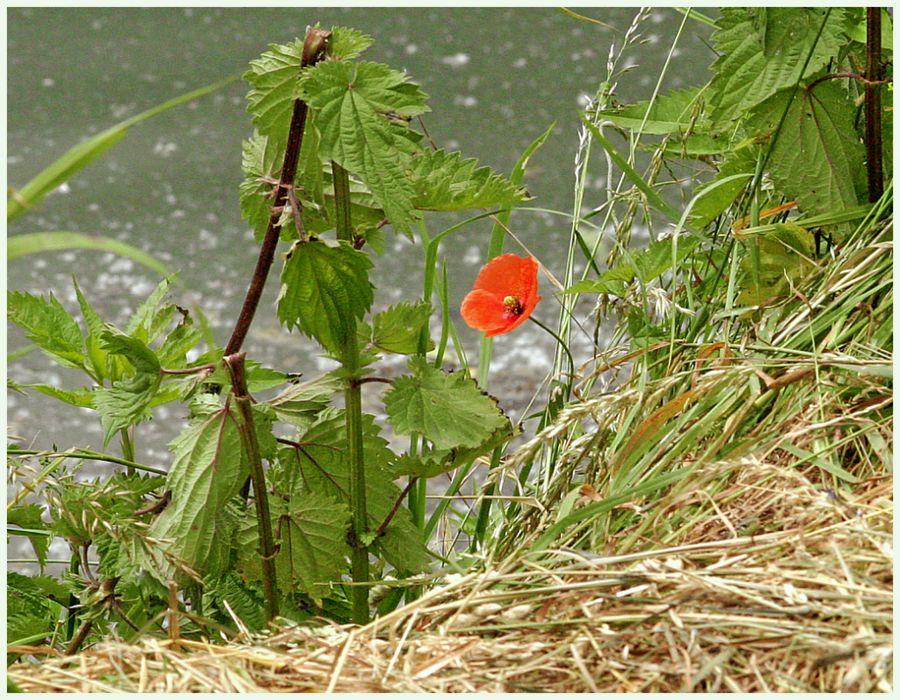 Mohn .....