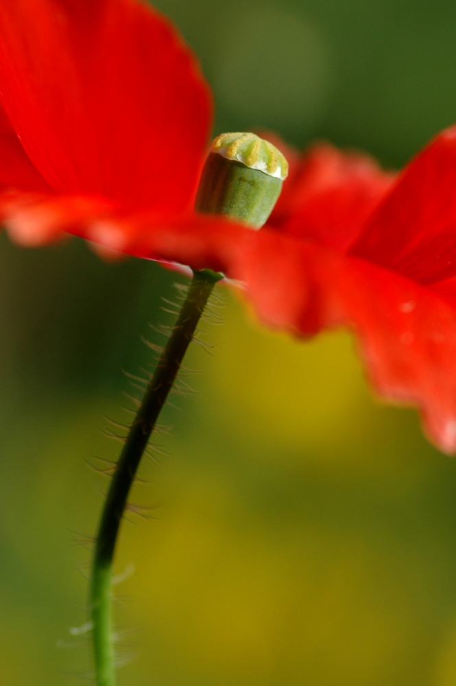 Mohn