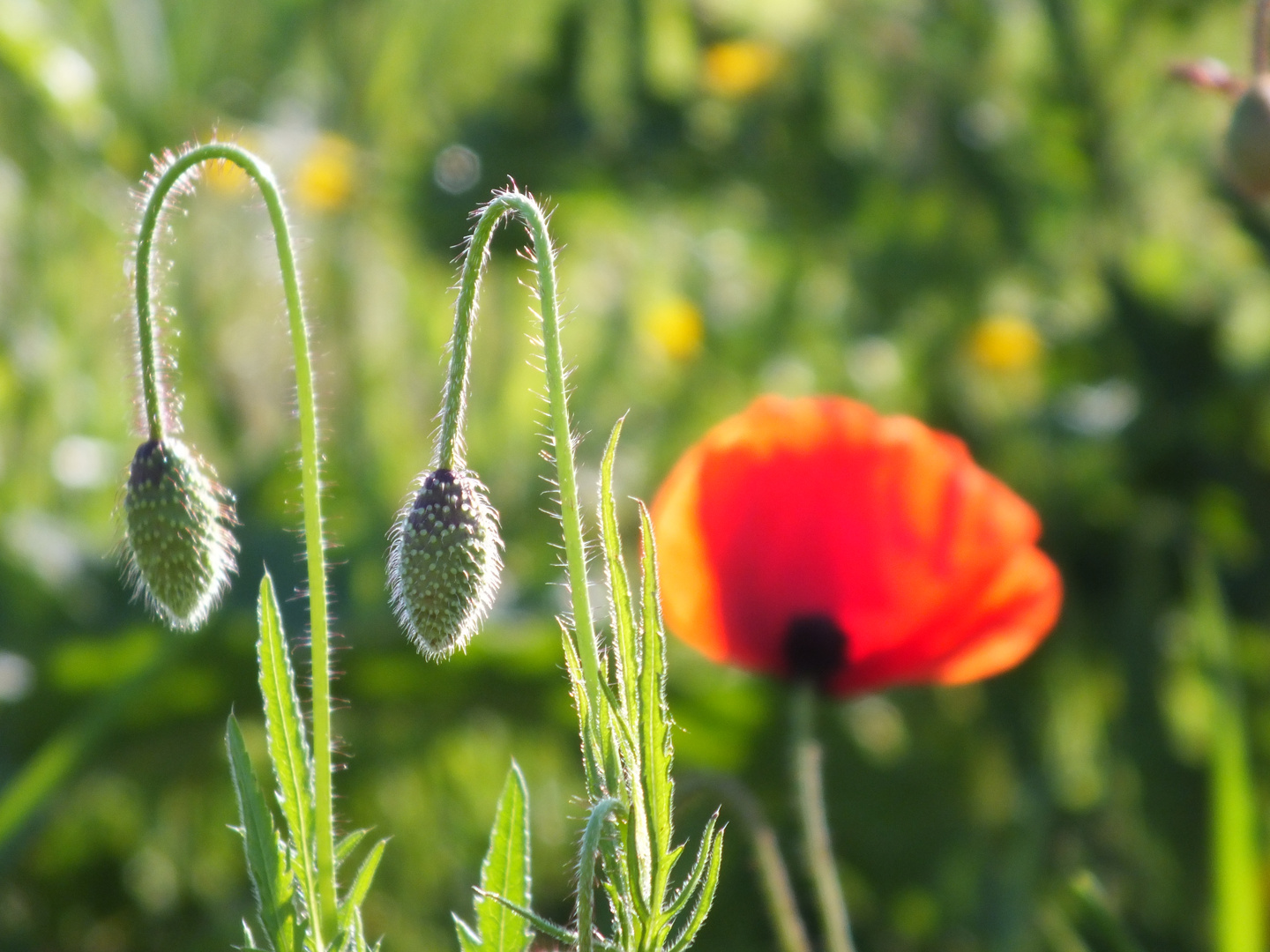 Mohn