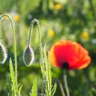 Mohn