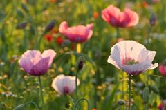 MOHN