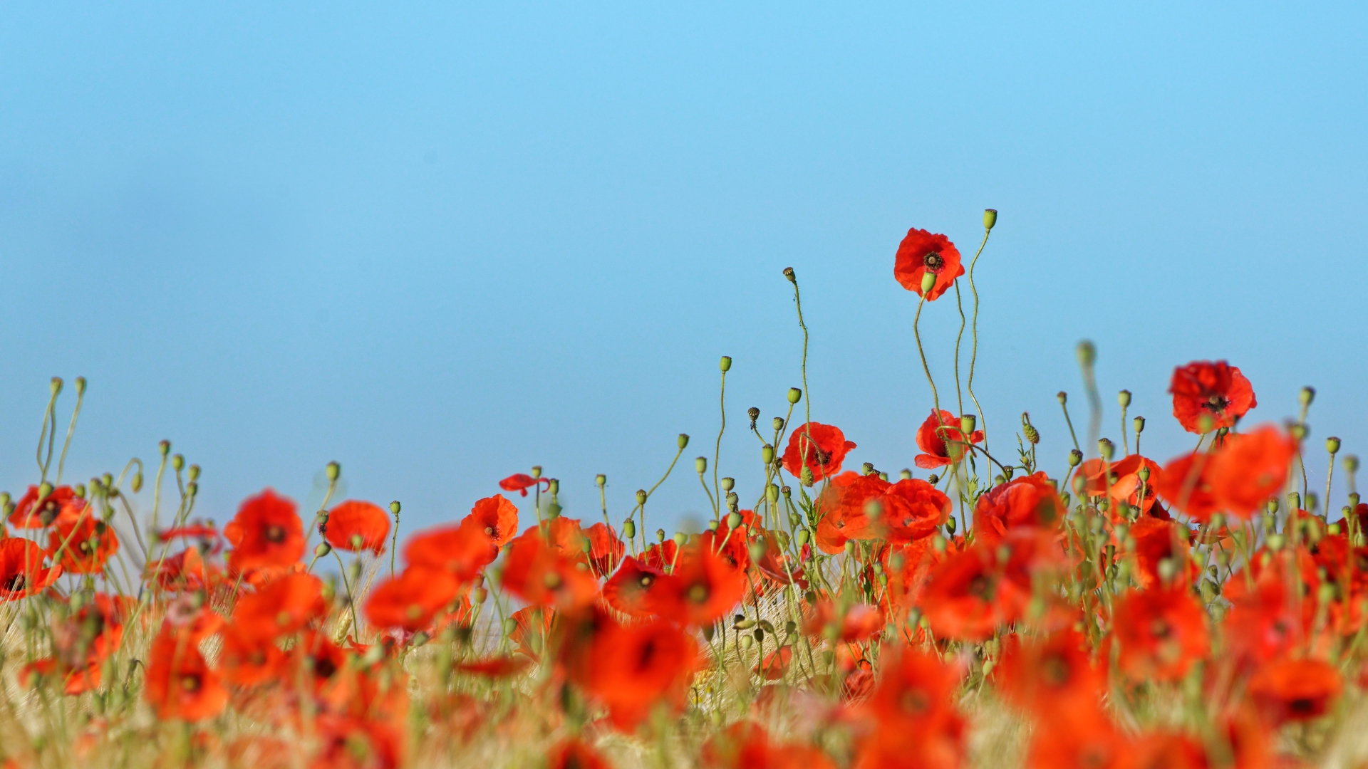 Mohn