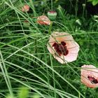 Mohn