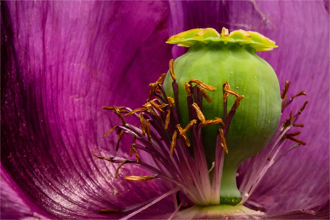 Mohn