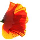 Mohn