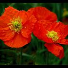 Mohn