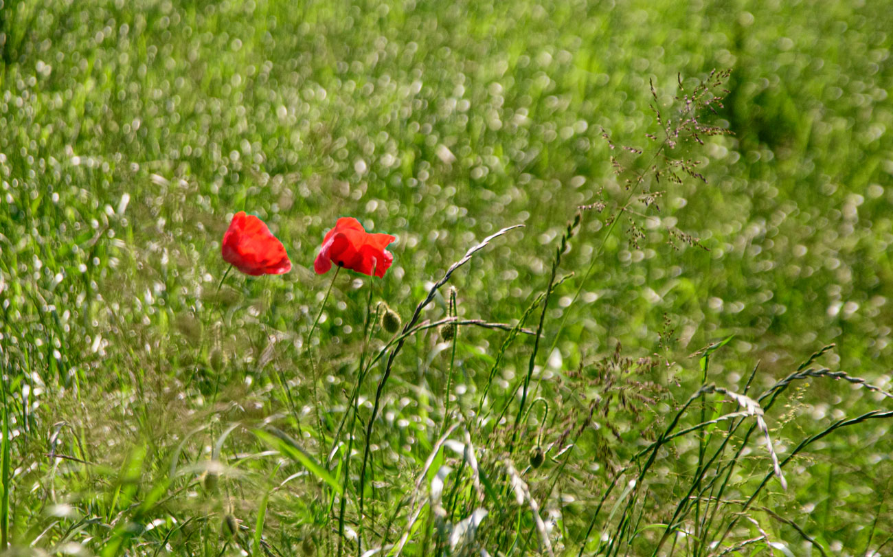 Mohn