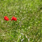 Mohn