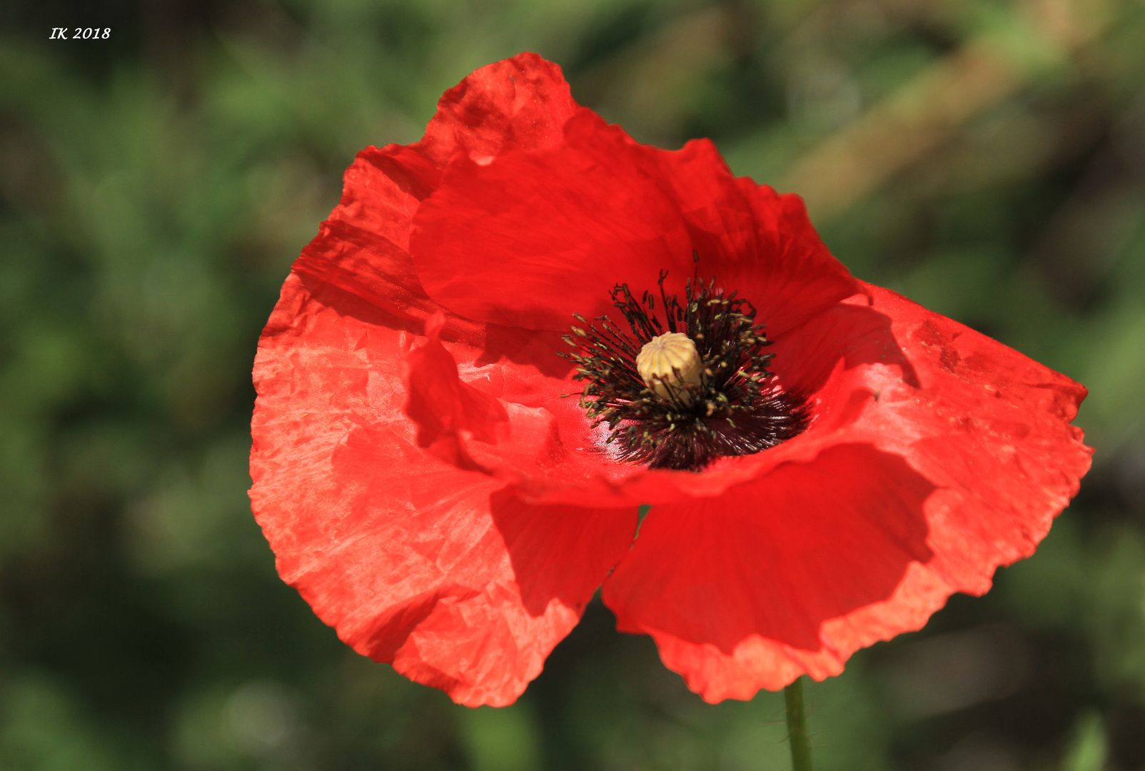 Mohn