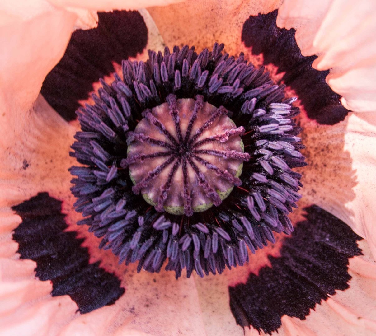 Mohn 7