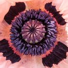 Mohn 7