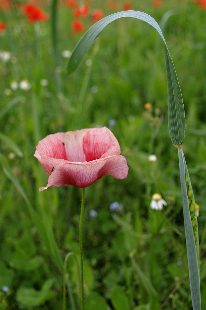 Mohn #7