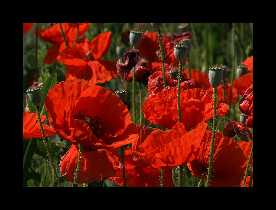 Mohn ... #7 (51)