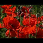 Mohn ... #7 (51)