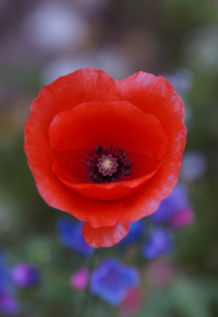 Mohn 7