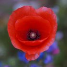 Mohn 7