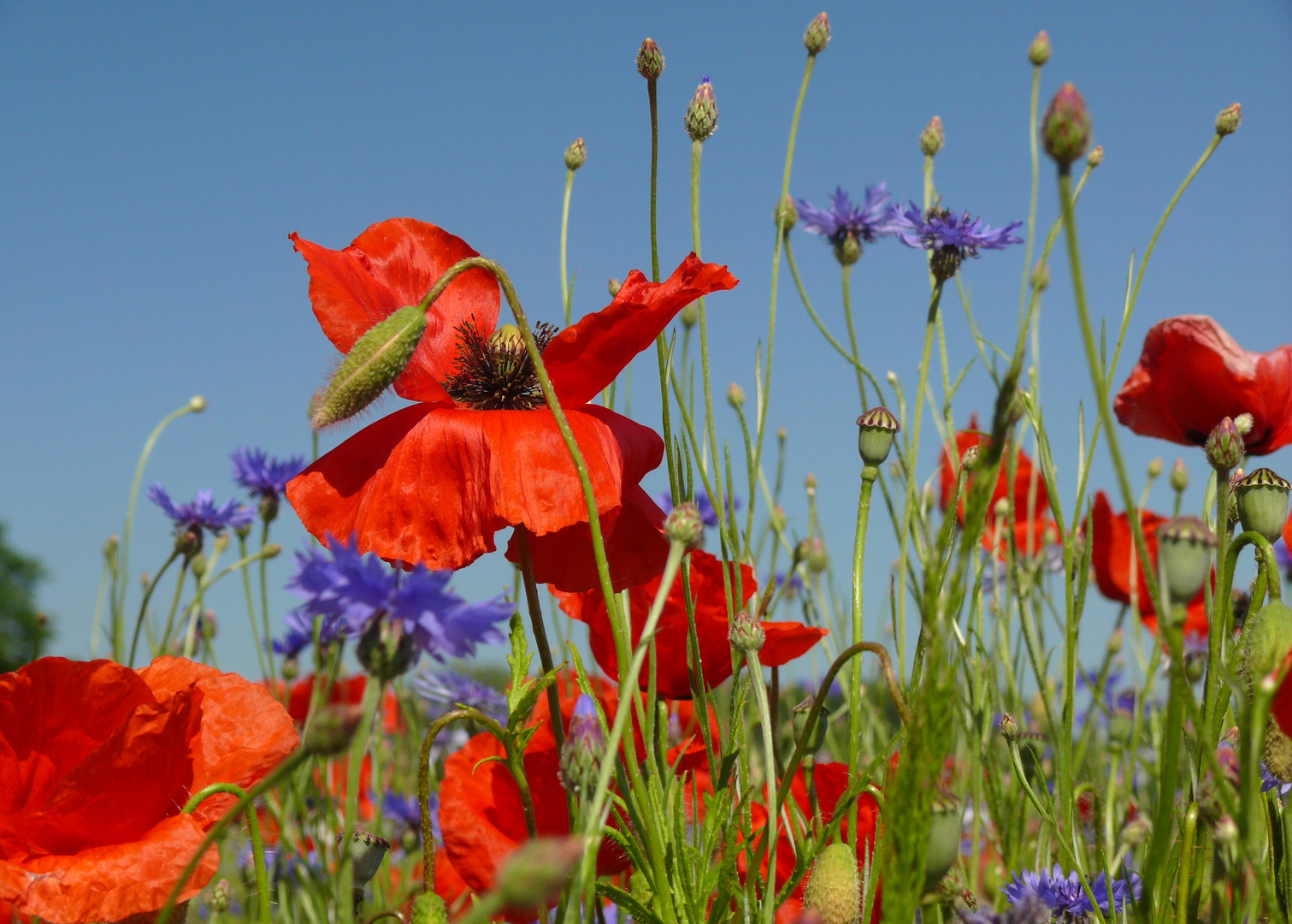 Mohn 7