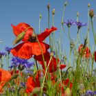 Mohn 7