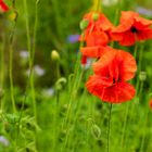 Mohn (7)