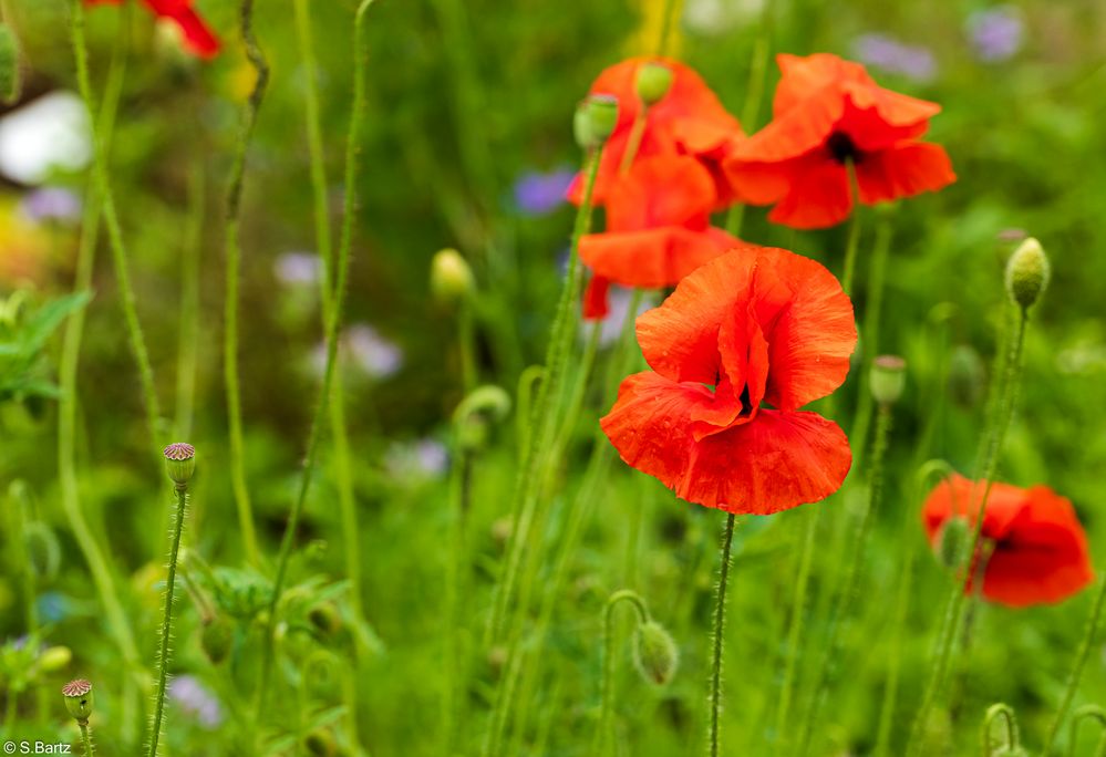 Mohn (7)