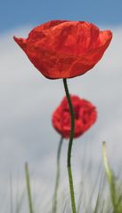 Mohn