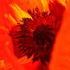 Mohn