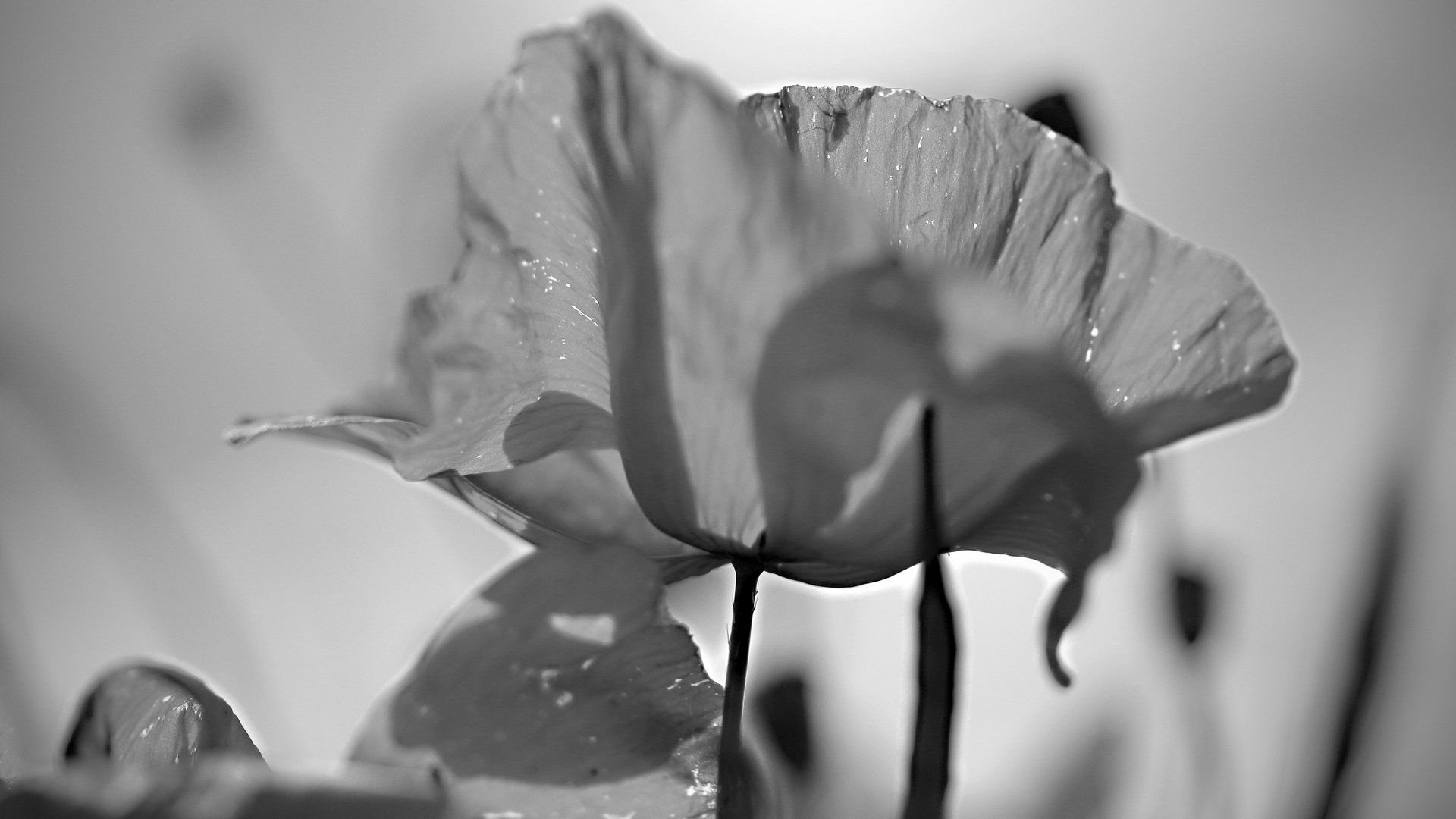 Mohn