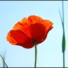 Mohn