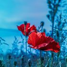 Mohn