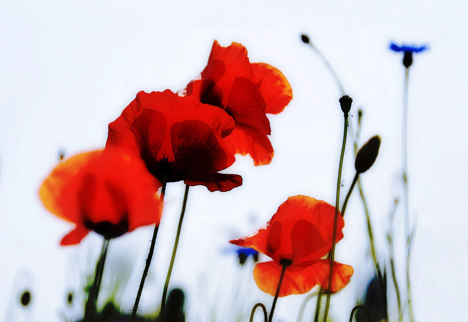 Mohn